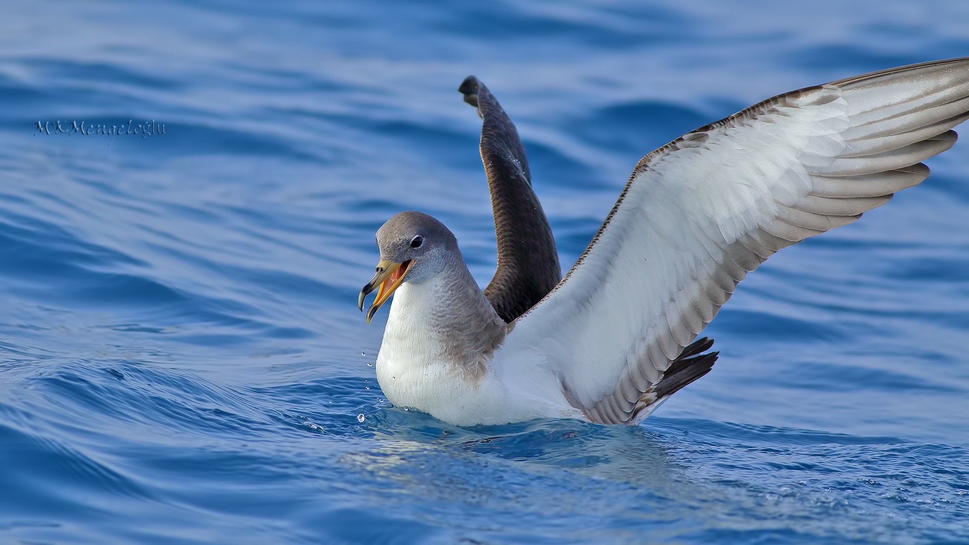 Cory's Shearwater